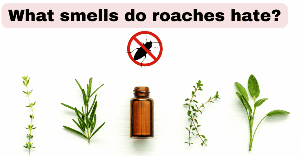 what smells do roaches hate