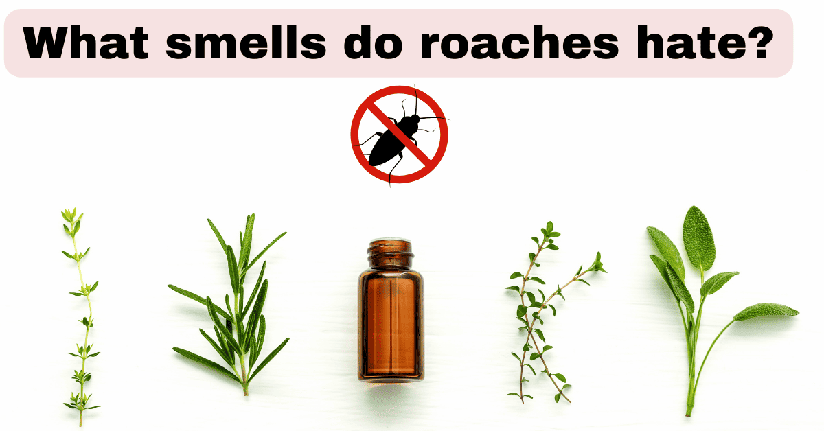 What Smell Do Roaches Hate? 11 Natural Ways to Repel Them