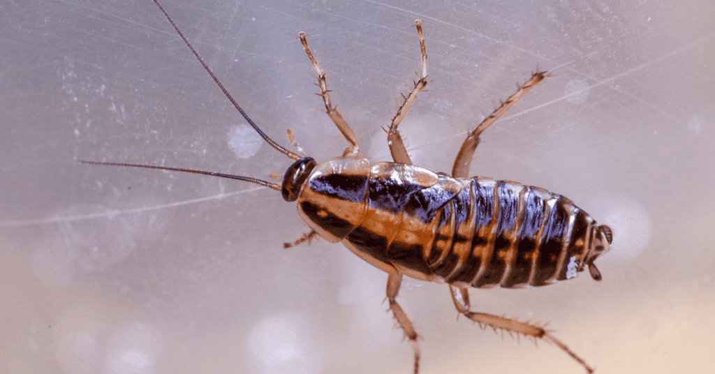 Cockroaches (Blattella germanica)