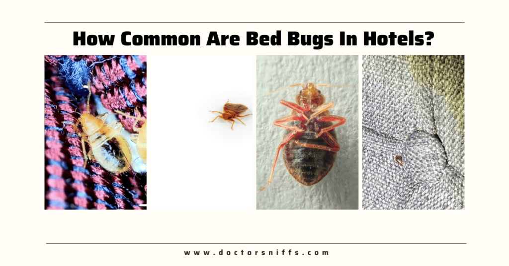 How Common Are Bed Bugs In Hotels