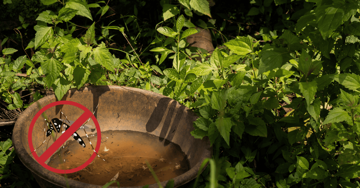 How To Get Rid of Mosquitoes Inside the House