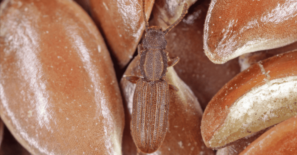 Sawtoothed Grain Beetle (Oryzaephilus surinamensis)