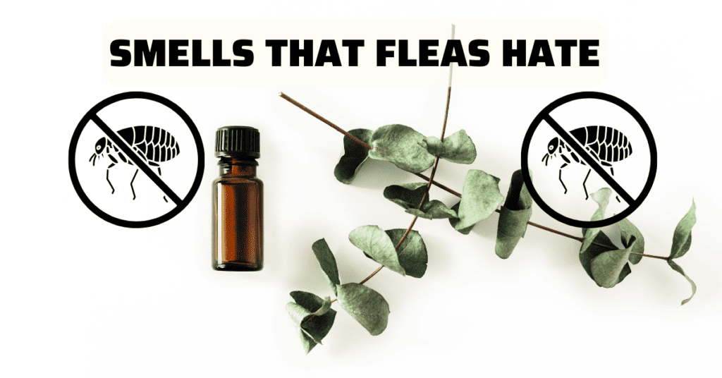 Smells that fleas hate eucalyptus