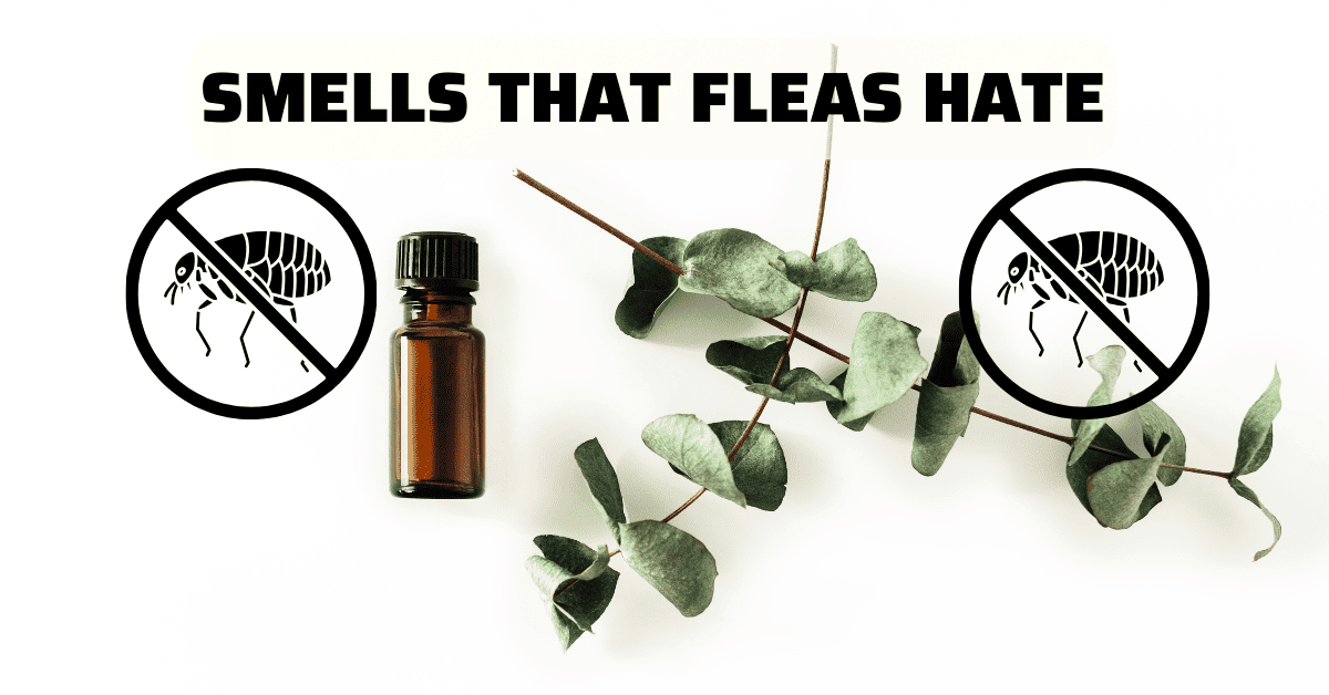 What Smells Do Fleas Hate? Best Natural Repellents