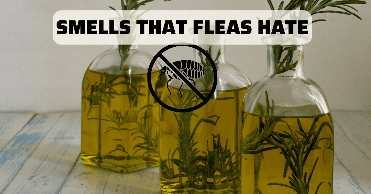 What Smells Do Fleas Hate? Best Natural Repellents
