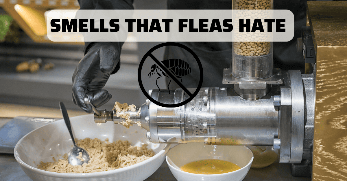 What Smells Do Fleas Hate? Best Natural Repellents