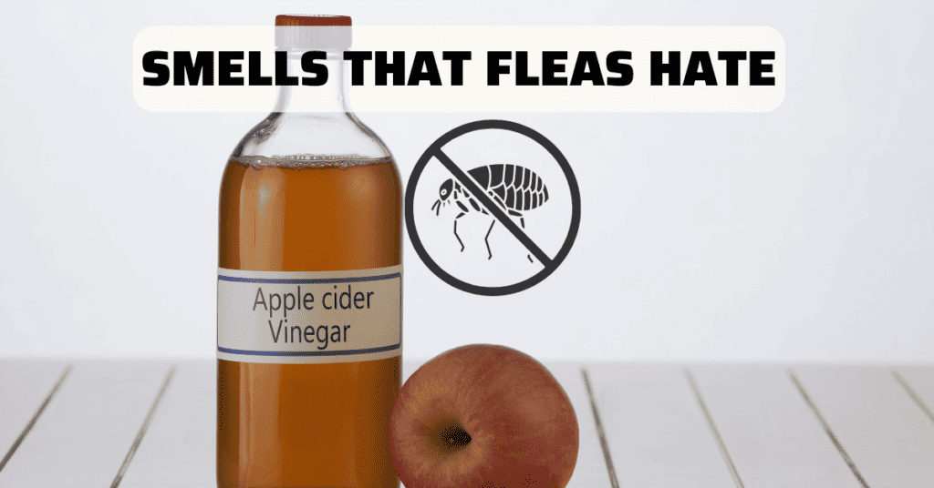 Smells that fleas hate apple cider vinegar