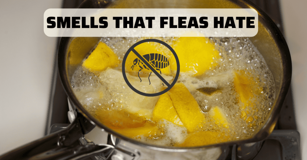 lemons boiling on a stovetop: Smells that fleas hate_ citrus fruits