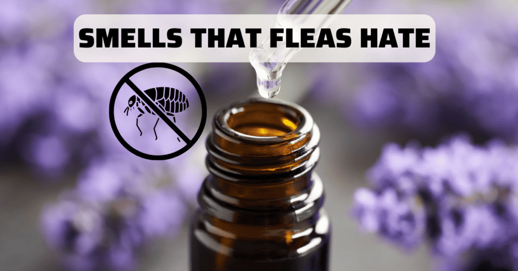 lavender oil drops : Smells that fleas hate_ lavender