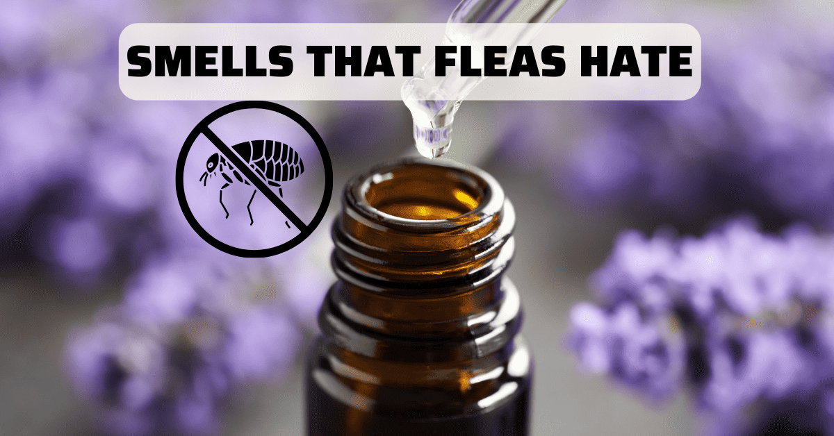 What Smells Do Fleas Hate? Best Natural Repellents