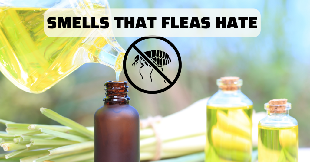 pouring lemongrass oil into a bottle Smells that fleas hate_ lemongrass
