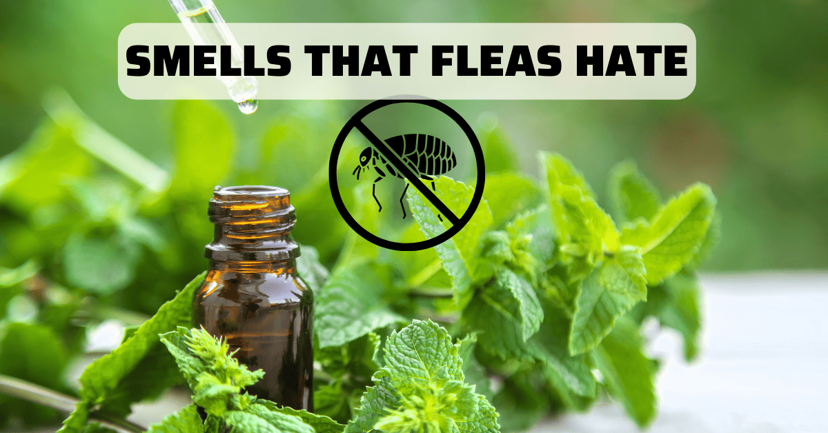 What Smells Do Fleas Hate? Best Natural Repellents