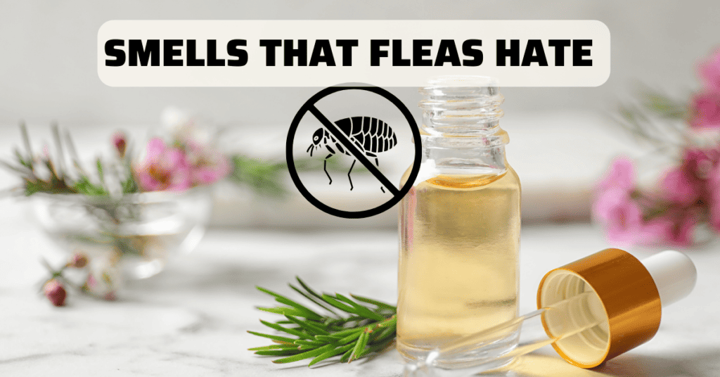 Smells that fleas hate_ tea tree oil