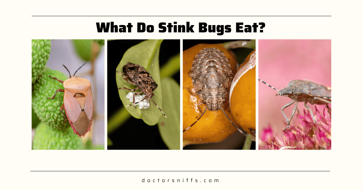 What Do Stink Bugs Eat? Facts on The Brown Marmorated Diet