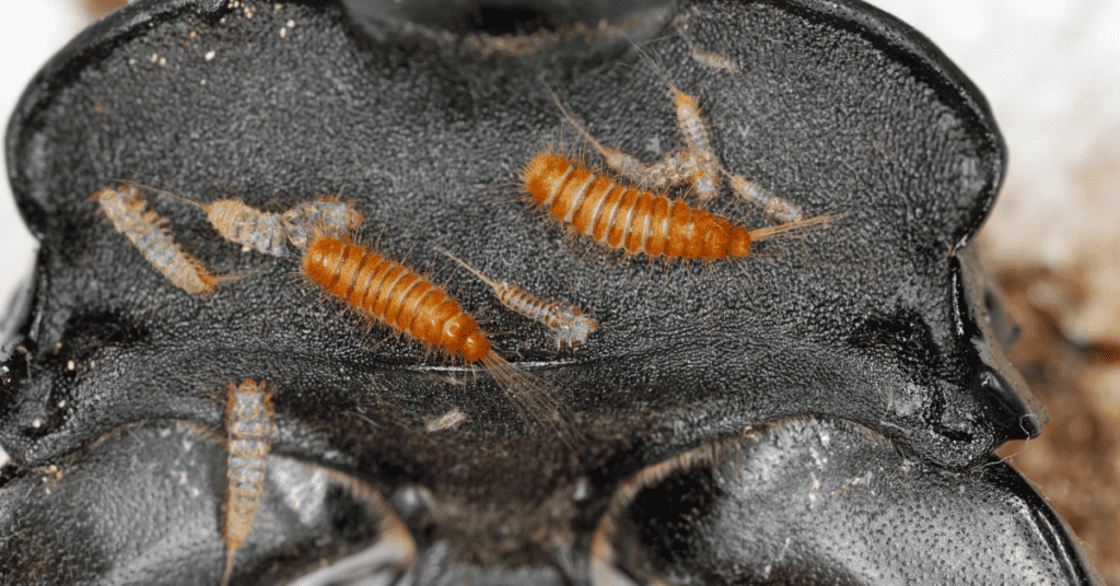 carpet beetle larvae feeding on leather