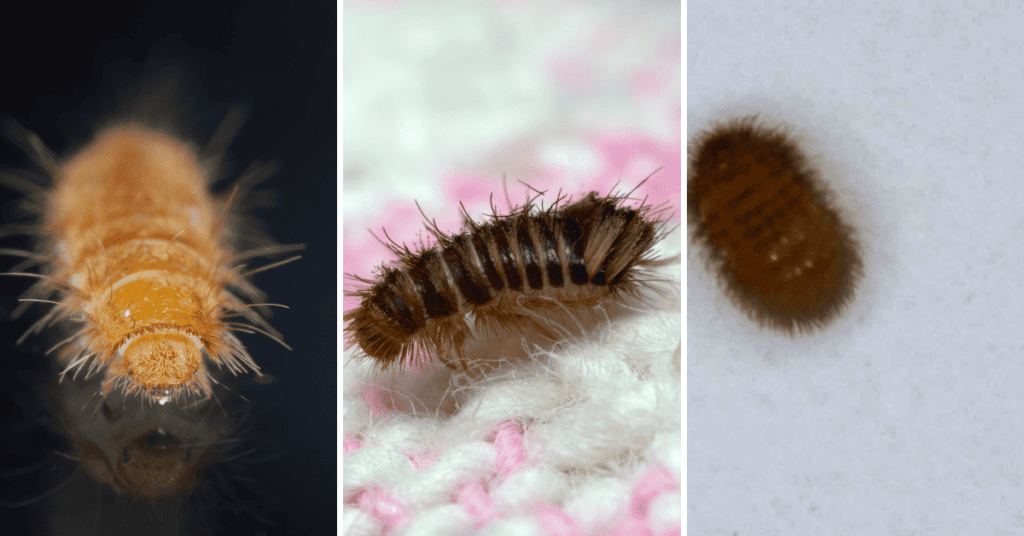 carpet beetle larvae types