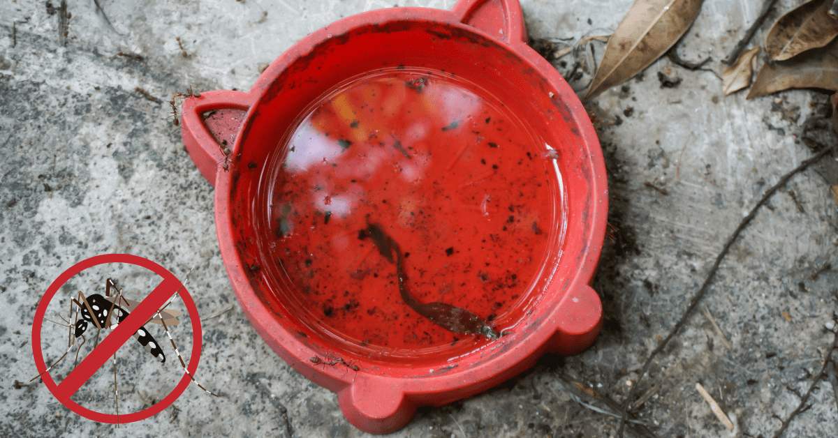 How To Get Rid of Mosquitoes Inside the House