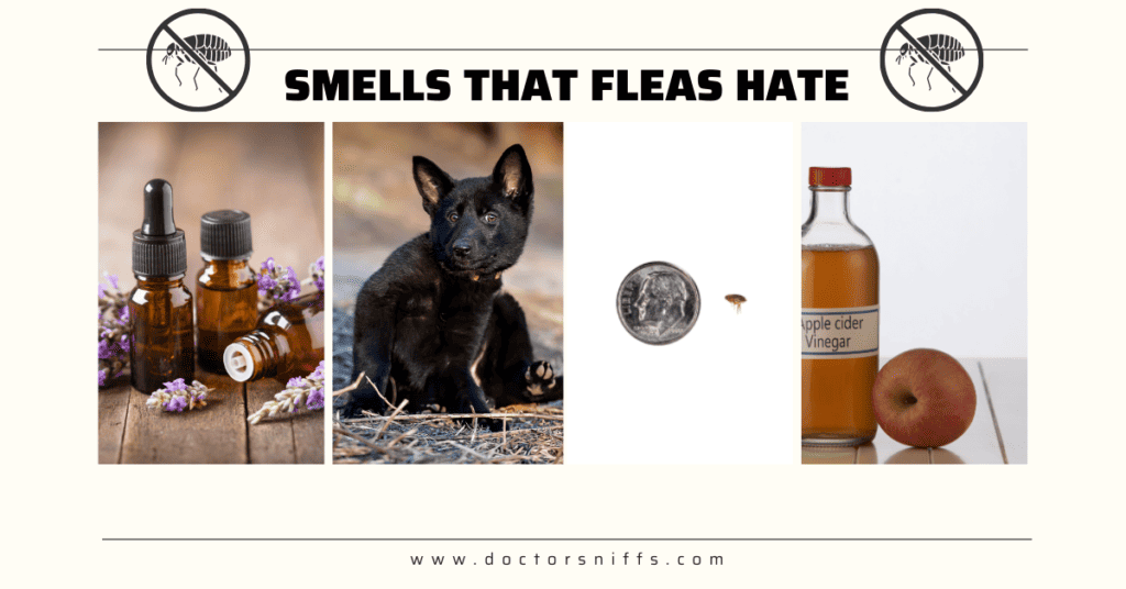 what smell do fleas hate