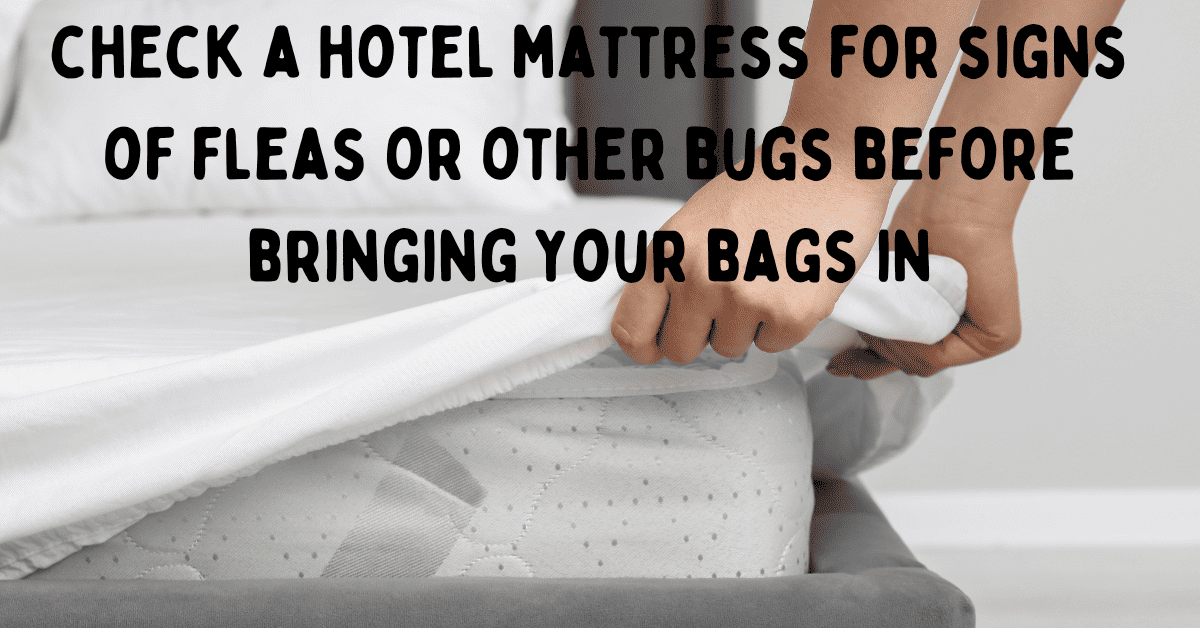 Can You Bring Fleas Home from a Hotel? Common Ways