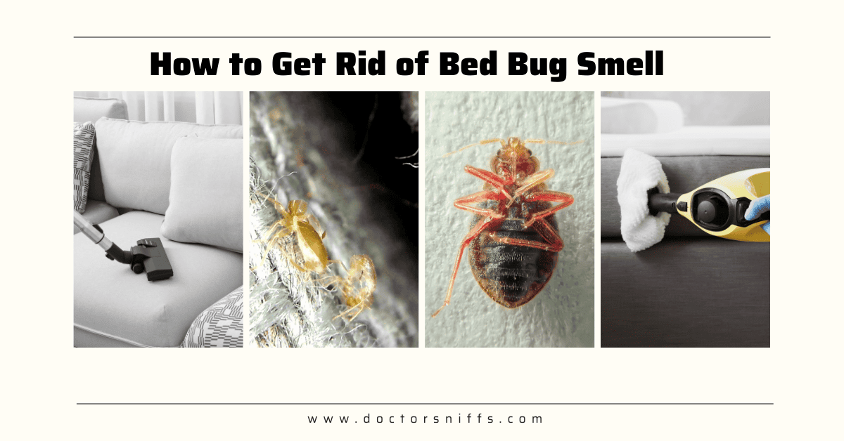 How to Get Rid of Bed Bug Smell Actionable Tips