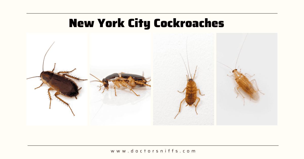 New York City Cockroaches: Common Types to Look Out For