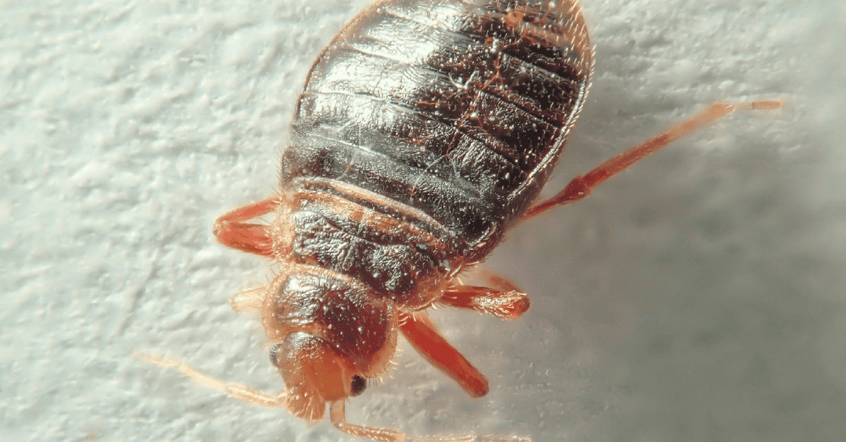 How to Get Rid of Bed Bug Smell Actionable Tips