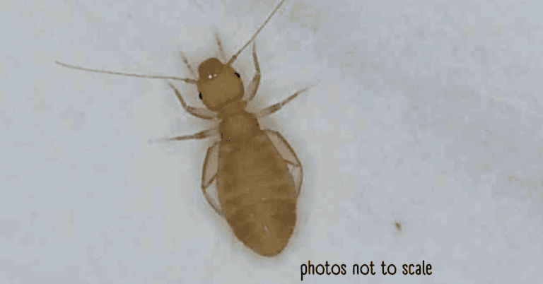 14 Bugs That Think Your Damp House is a 5-Star Resort