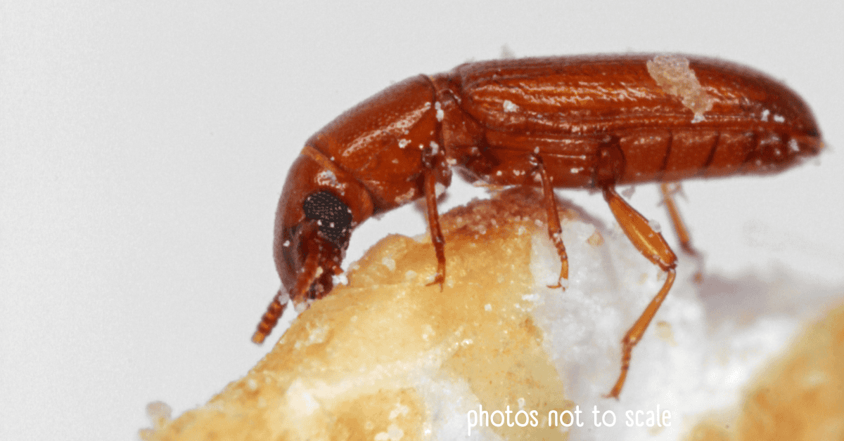 14 Bugs That Think Your Damp House is a 5-Star Resort