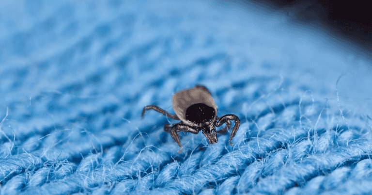 Unbelievable The Astonishing Amount Of Time Ticks Can Stay Underwater - krp3kh1