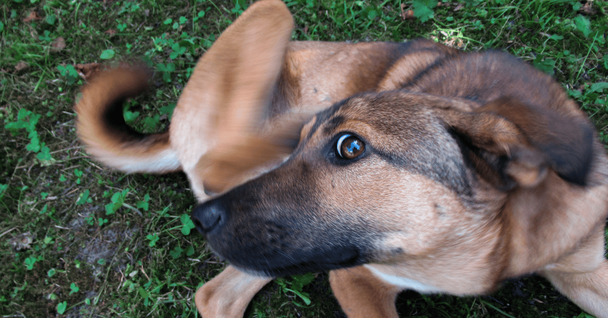 8 Tested Ideas to Get Rid of Fleas in Your Yard Doctor Sniffs
