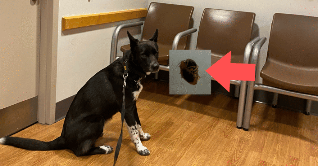 K9 inspection in hospital for bed bugs