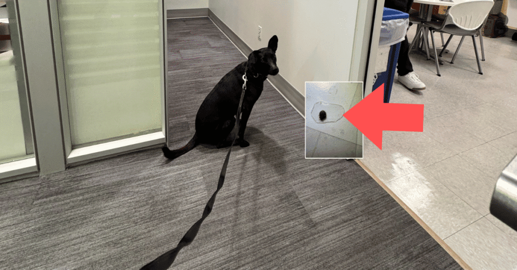 bed bug inspection in a bank