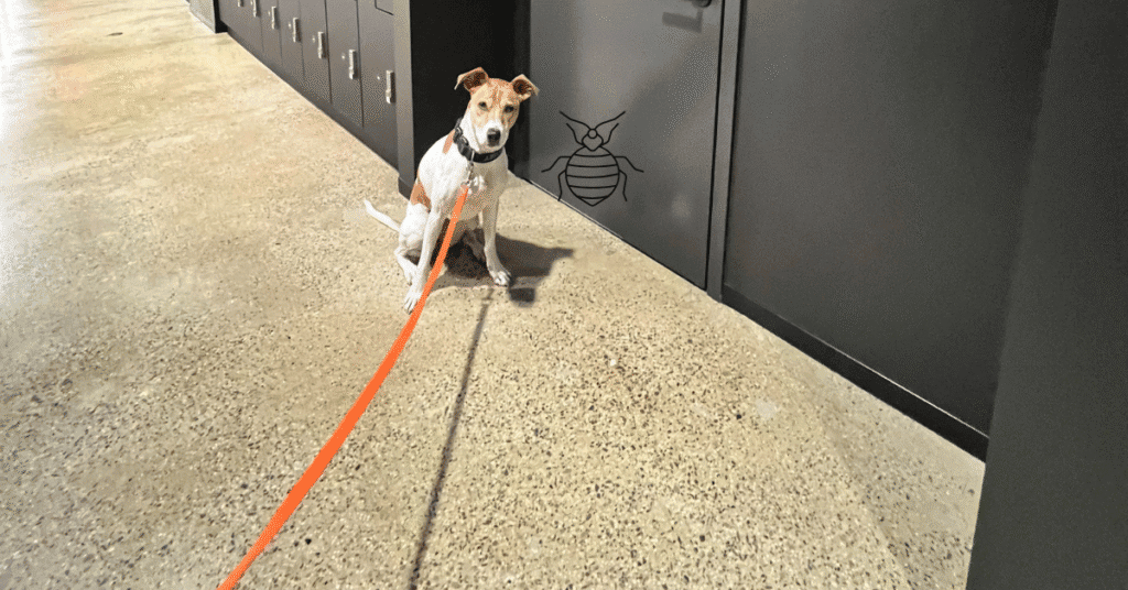 elevator bed bug inspection