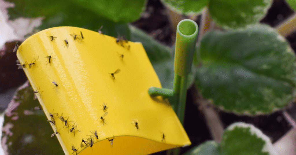 fungus gnat traps houseplants
