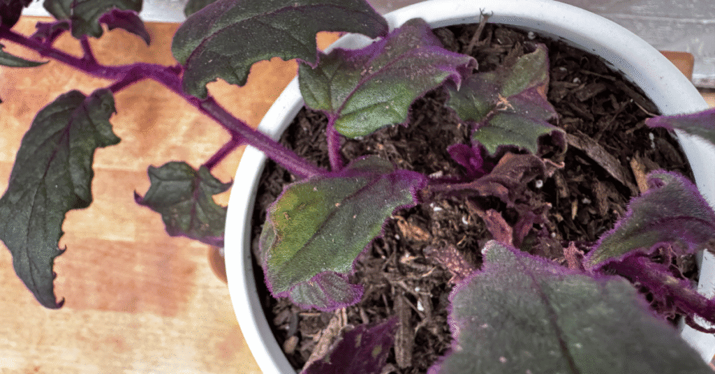 potting soil infested