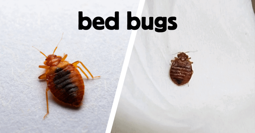 bed bugs