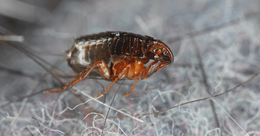 cat flea but don't have a cat