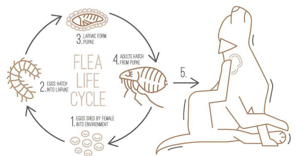 flea lifecycle