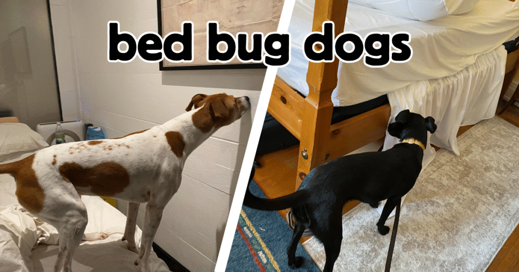 inspection k9