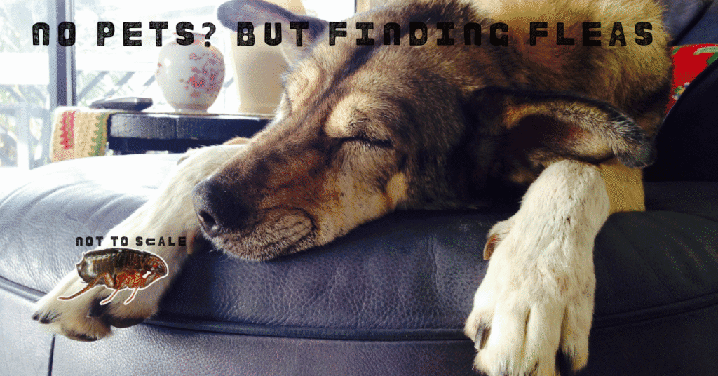 no pets but finding fleas