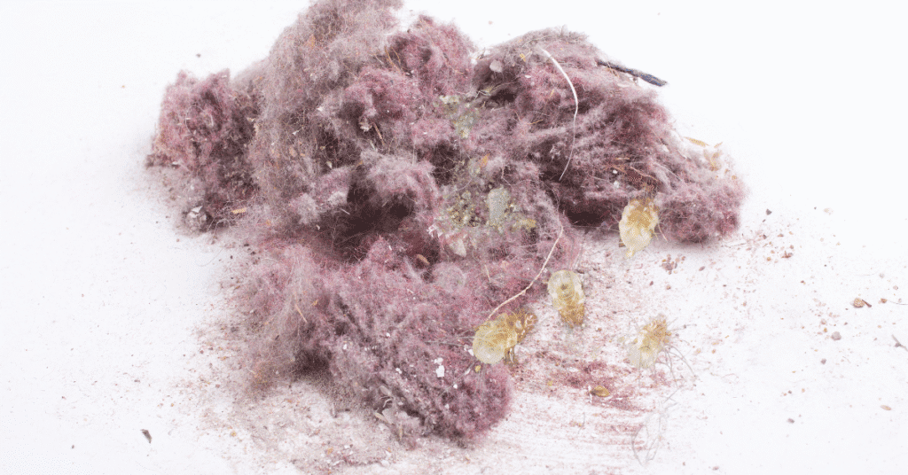 how to quickly get rid of dust mites on contact