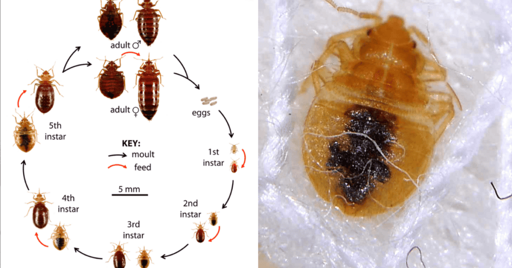 baby bed bug nymph stages