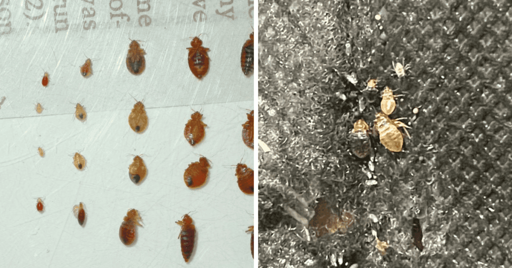 baby bed bug nymph unfed