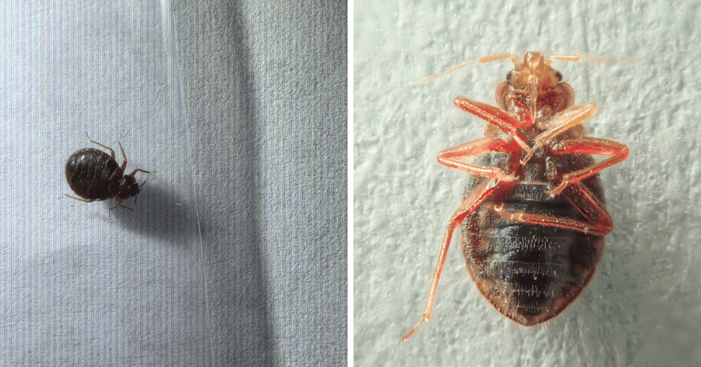 bed bug adult and nymph