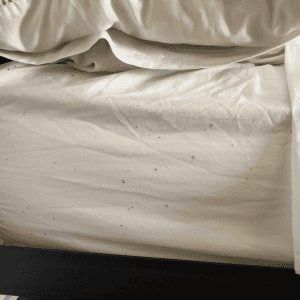fecal stains from bed bugs