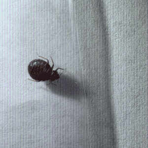 an adult bed bug female - not everyone reacts to bites