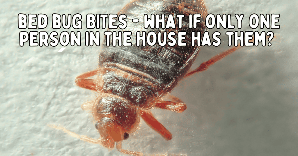 a bed bug feeding